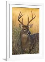 White-Tailed Deer (Odocoileus Virginianus) Male in Habitat, Texas, USA-Larry Ditto-Framed Photographic Print