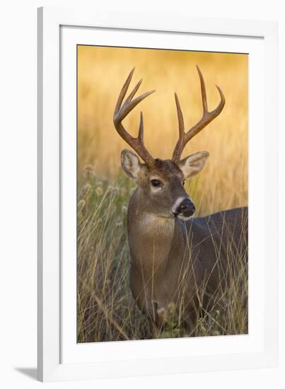 White-Tailed Deer (Odocoileus Virginianus) Male in Habitat, Texas, USA-Larry Ditto-Framed Photographic Print