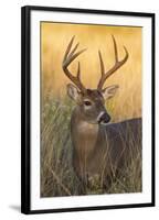 White-Tailed Deer (Odocoileus Virginianus) Male in Habitat, Texas, USA-Larry Ditto-Framed Photographic Print