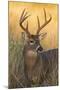 White-Tailed Deer (Odocoileus Virginianus) Male in Habitat, Texas, USA-Larry Ditto-Mounted Photographic Print