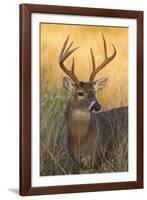 White-Tailed Deer (Odocoileus Virginianus) Male in Habitat, Texas, USA-Larry Ditto-Framed Photographic Print