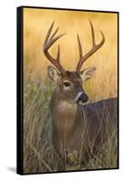 White-Tailed Deer (Odocoileus Virginianus) Male in Habitat, Texas, USA-Larry Ditto-Framed Stretched Canvas