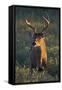 White-Tailed Deer (Odocoileus Virginianus) Male in Habitat, Texas, USA-Larry Ditto-Framed Stretched Canvas