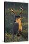 White-Tailed Deer (Odocoileus Virginianus) Male in Habitat, Texas, USA-Larry Ditto-Stretched Canvas