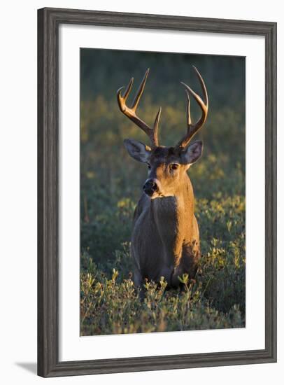 White-Tailed Deer (Odocoileus Virginianus) Male in Habitat, Texas, USA-Larry Ditto-Framed Photographic Print