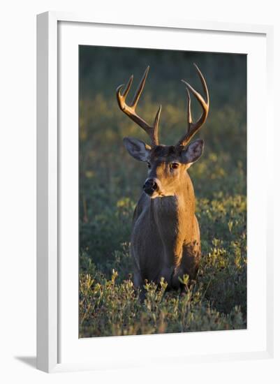 White-Tailed Deer (Odocoileus Virginianus) Male in Habitat, Texas, USA-Larry Ditto-Framed Photographic Print