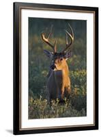 White-Tailed Deer (Odocoileus Virginianus) Male in Habitat, Texas, USA-Larry Ditto-Framed Photographic Print