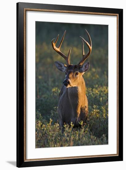 White-Tailed Deer (Odocoileus Virginianus) Male in Habitat, Texas, USA-Larry Ditto-Framed Photographic Print