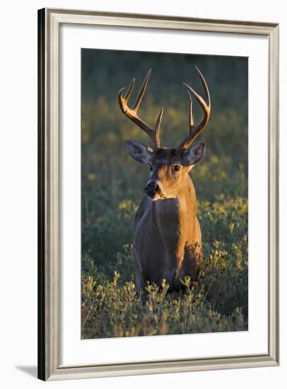 White-Tailed Deer (Odocoileus Virginianus) Male in Habitat, Texas, USA-Larry Ditto-Framed Photographic Print