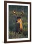 White-Tailed Deer (Odocoileus Virginianus) Male in Habitat, Texas, USA-Larry Ditto-Framed Photographic Print