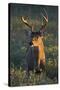 White-Tailed Deer (Odocoileus Virginianus) Male in Habitat, Texas, USA-Larry Ditto-Stretched Canvas