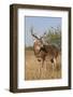 White-Tailed Deer (Odocoileus Virginianus) Male in Habitat, Texas, USA-Larry Ditto-Framed Photographic Print