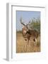 White-Tailed Deer (Odocoileus Virginianus) Male in Habitat, Texas, USA-Larry Ditto-Framed Photographic Print