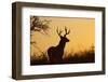 White-Tailed Deer (Odocoileus Virginianus) Male in Habitat, Texas, USA-Larry Ditto-Framed Photographic Print