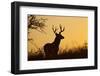 White-Tailed Deer (Odocoileus Virginianus) Male in Habitat, Texas, USA-Larry Ditto-Framed Photographic Print