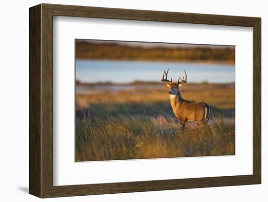 White-Tailed Deer (Odocoileus Virginianus) Male in Habitat, Texas, USA-Larry Ditto-Framed Photographic Print