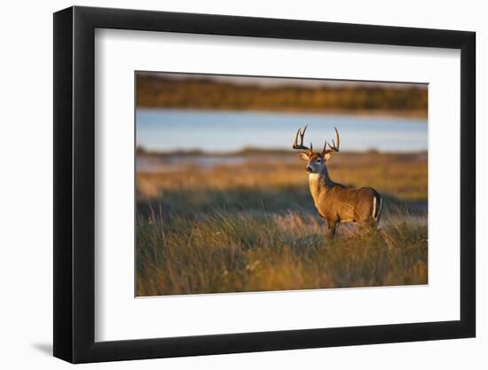 White-Tailed Deer (Odocoileus Virginianus) Male in Habitat, Texas, USA-Larry Ditto-Framed Photographic Print