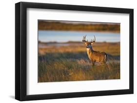 White-Tailed Deer (Odocoileus Virginianus) Male in Habitat, Texas, USA-Larry Ditto-Framed Photographic Print