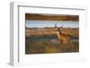 White-Tailed Deer (Odocoileus Virginianus) Male in Habitat, Texas, USA-Larry Ditto-Framed Photographic Print