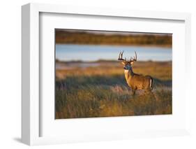 White-Tailed Deer (Odocoileus Virginianus) Male in Habitat, Texas, USA-Larry Ditto-Framed Photographic Print