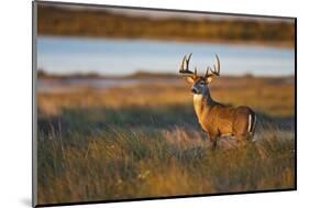 White-Tailed Deer (Odocoileus Virginianus) Male in Habitat, Texas, USA-Larry Ditto-Mounted Photographic Print