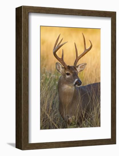 White-Tailed Deer (Odocoileus Virginianus) Male in Habitat, Texas, USA-Larry Ditto-Framed Photographic Print