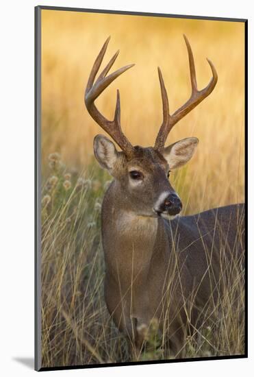 White-Tailed Deer (Odocoileus Virginianus) Male in Habitat, Texas, USA-Larry Ditto-Mounted Photographic Print
