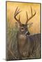 White-Tailed Deer (Odocoileus Virginianus) Male in Habitat, Texas, USA-Larry Ditto-Mounted Photographic Print