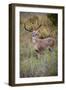 White-tailed deer (Odocoileus virginianus) male.-Larry Ditto-Framed Photographic Print