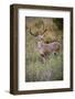 White-tailed deer (Odocoileus virginianus) male.-Larry Ditto-Framed Photographic Print