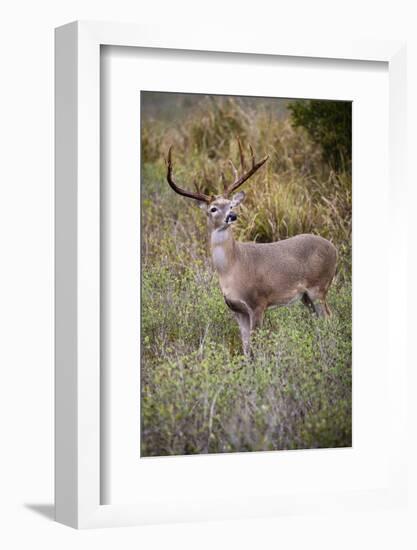 White-tailed deer (Odocoileus virginianus) male.-Larry Ditto-Framed Photographic Print