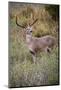 White-tailed deer (Odocoileus virginianus) male.-Larry Ditto-Mounted Photographic Print