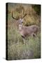 White-tailed deer (Odocoileus virginianus) male.-Larry Ditto-Stretched Canvas