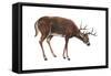 White-Tailed Deer (Odocoileus Virginianus), Mammals-Encyclopaedia Britannica-Framed Stretched Canvas