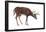 White-Tailed Deer (Odocoileus Virginianus), Mammals-Encyclopaedia Britannica-Framed Poster