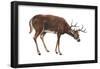 White-Tailed Deer (Odocoileus Virginianus), Mammals-Encyclopaedia Britannica-Framed Poster