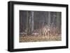 White-tailed deer (Odocoileus virginianus), Ohio, United States of America, North America-Ashley Morgan-Framed Photographic Print