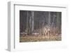 White-tailed deer (Odocoileus virginianus), Ohio, United States of America, North America-Ashley Morgan-Framed Photographic Print