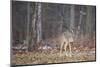 White-tailed deer (Odocoileus virginianus), Ohio, United States of America, North America-Ashley Morgan-Mounted Photographic Print