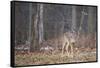 White-tailed deer (Odocoileus virginianus), Ohio, United States of America, North America-Ashley Morgan-Framed Stretched Canvas