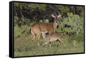 White-tailed Deer (Odocoileus virginianus) young nursing from mother-Larry Ditto-Framed Stretched Canvas