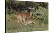 White-tailed Deer (Odocoileus virginianus) young nursing from mother-Larry Ditto-Stretched Canvas