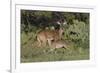 White-tailed Deer (Odocoileus virginianus) young nursing from mother-Larry Ditto-Framed Photographic Print