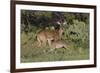 White-tailed Deer (Odocoileus virginianus) young nursing from mother-Larry Ditto-Framed Photographic Print