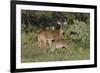 White-tailed Deer (Odocoileus virginianus) young nursing from mother-Larry Ditto-Framed Photographic Print