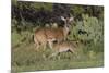 White-tailed Deer (Odocoileus virginianus) young nursing from mother-Larry Ditto-Mounted Photographic Print