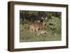 White-tailed Deer (Odocoileus virginianus) young nursing from mother-Larry Ditto-Framed Photographic Print