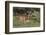 White-tailed Deer (Odocoileus virginianus) young nursing from mother-Larry Ditto-Framed Photographic Print