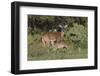 White-tailed Deer (Odocoileus virginianus) young nursing from mother-Larry Ditto-Framed Photographic Print