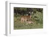 White-tailed Deer (Odocoileus virginianus) young nursing from mother-Larry Ditto-Framed Photographic Print